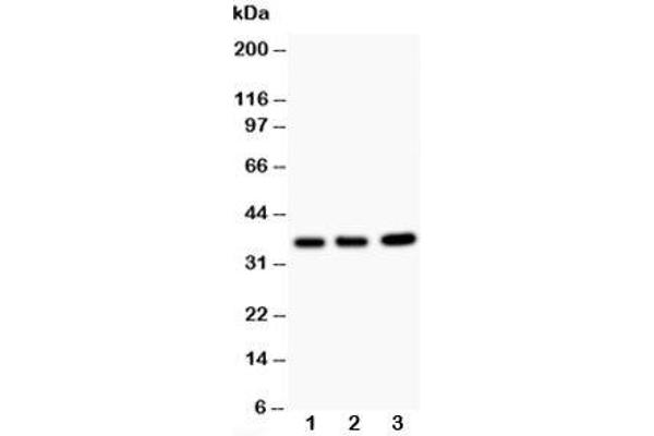 TNFAIP1 Antikörper  (N-Term)