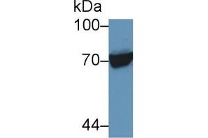 Detection of HSPA1L in Human Raji cell lysate using Polyclonal Antibody to Heat Shock 70 kDa Protein 1 Like Protein (HSPA1L) (HSPA1L antibody  (AA 1-641))