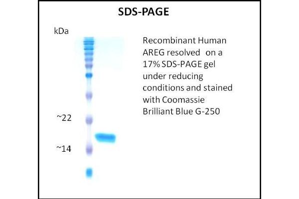 Amphiregulin Protein (AREG)