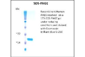 SDS-PAGE (SDS) image for Amphiregulin (AREG) (Active) protein (ABIN5509497) (Amphiregulin Protein (AREG))