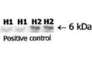 Image no. 1 for anti-Relaxin 2 (RLN2) antibody (ABIN191601) (Relaxin 2 antibody)