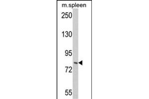 Western blot analysis of hIMOS-1- (ABIN388936 and ABIN2839204) in mouse spleen tissue lysates (35 μg/lane).