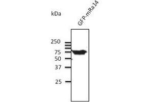 Anti-Rab14 Ab at 1/500 dllution; Iysates at 50µg per lane; rabbit polyclonal to goat lgG (HRP) at 1/10,000 dilution; (RAB14 antibody  (C-Term))