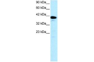 WB Suggested Anti-NFYA Antibody Titration: 0.