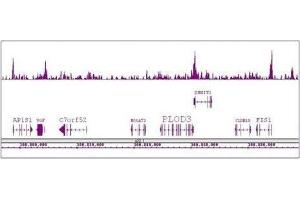 Boris / CTCFL antibody (pAb) tested by ChIP-Seq. (CTCFL antibody  (N-Term))