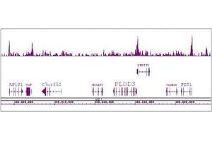 Boris / CTCFL antibody (pAb) tested by ChIP-Seq. (CTCFL antibody  (N-Term))