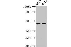Western Blot Positive WB detected in: A549 whole cell lysate, Hela whole cell lysate All lanes: NMBR antibody at 4. (NMBR antibody  (AA 1-41))