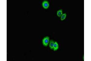 Immunofluorescent analysis of HepG2 cells using ABIN7158094 at dilution of 1:100 and Alexa Fluor 488-congugated AffiniPure Goat Anti-Rabbit IgG(H+L) (PPIL5 antibody  (AA 18-159))