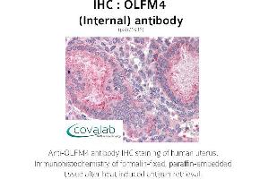 Image no. 2 for anti-Olfactomedin 4 (OLFM4) (Internal Region) antibody (ABIN1737637) (Olfactomedin 4 antibody  (Internal Region))