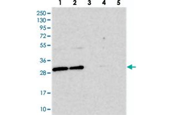 BCDIN3D antibody
