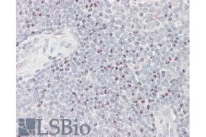 ABIN570700 (3. (BAT3 antibody  (Internal Region))