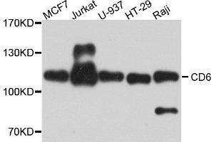 Western blot analysis of extract of various cells, using CD6 antibody. (CD6 antibody)
