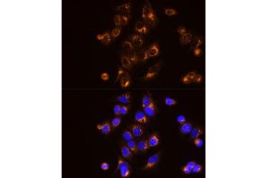 Immunofluorescence analysis of MCF7 cells using [KO Validated]  Rabbit mAb (ABIN7265466) at dilution of 1:25 (40x lens). (Adenylate Kinase 2 antibody)