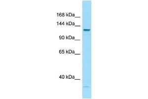 WB Suggested Anti-LAMC3 Antibody Titration: 1. (LAMC3 antibody  (C-Term))