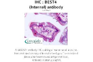 Image no. 2 for anti-Bestrophin 4 (BEST4) (Internal Region) antibody (ABIN1732306)