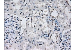 Image no. 1 for anti-Protein Phosphatase 5, Catalytic Subunit (PPP5C) antibody (ABIN1500390) (PP5 antibody)