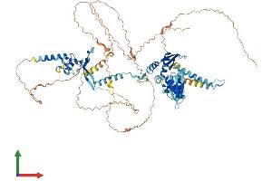 AlphaFold protein structure predicition of Human Recombinant DGCR8 Protein, UniprotID Q8WYQ5 (DGCR8 Protein (AA 1-773) (His tag))
