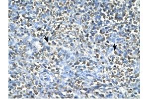 ASGR2 antibody was used for immunohistochemistry at a concentration of 4-8 ug/ml to stain Spleen cells (arrows) in Human Spleen. (Asialoglycoprotein Receptor 2 antibody  (N-Term))