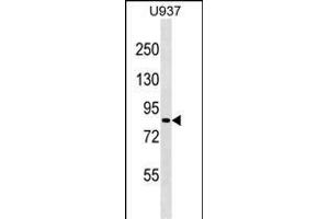 ZN Antibody (N-term) (ABIN1539005 and ABIN2849354) western blot analysis in  cell line lysates (35 μg/lane).