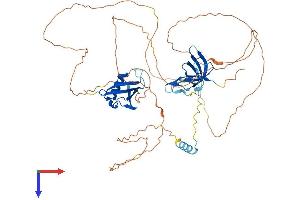 Coilin Protein (COIL) (AA 1-570) (His tag)