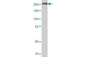 FASN MaxPab polyclonal antibody. (Fatty Acid Synthase antibody  (AA 1-439))