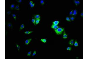 Immunofluorescence staining of HepG2 cells with ABIN7146784 at 1:333, counter-stained with DAPI. (CEACAM1 antibody  (AA 35-428))