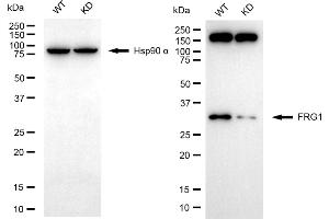 Western blotting analysis using FRG1 antibody (ABIN7798662).