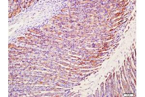 Paraformaldehyde-fixed, paraffin embedded rat stomach tissue Antigen retrieval by boiling in sodium citrate buffer(pH6) for 15min Block endogenous peroxidase by 3% hydrogen peroxide for 30 minutes Blocking buffer (normal goat serum) at 37°C for 20min Antibody incubation with Rabbit Anti-MUC5AC Polyclonal Antibody, Unconjugated  at 1:400 overnight at 4°C, followed by a conjugated secondary and DAB staining (MUC5AC antibody  (AA 601-700))