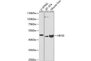 Western blot analysis of extracts of various cell lines using NR1I3 Polyclonal Antibody at dilution of 1:1000. (NR1I3 antibody)
