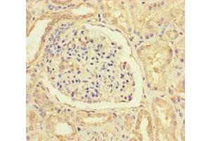 Immunohistochemistry of paraffin-embedded human kidney tissue using ABIN7156025 at dilution of 1:100 (HIF1AN antibody  (AA 2-254))