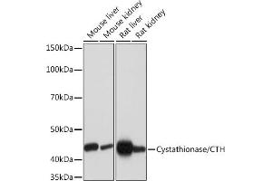 Western blot analysis of extracts of various cell lines, using Cystathionase/CTH Rabbit mAb (ABIN7266614) at 1:1000 dilution. (CTH antibody)