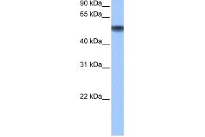 WB Suggested Anti-METAP2 Antibody Titration: 0. (METAP2 antibody  (N-Term))