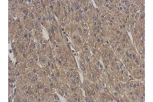 ARPC5L antibody  (AA 1-153)