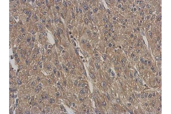ARPC5L antibody  (AA 1-153)