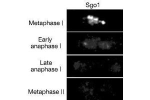Immunofluorescence (IF) image for anti-Shugoshin 1 (SGOL1) antibody (ABIN2452123) (Shugoshin antibody)