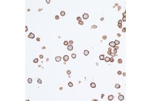 Immunocytochemistry (ICC) image for anti-Poliovirus Receptor (PVR) (AA 28-329) antibody (ABIN7449549)
