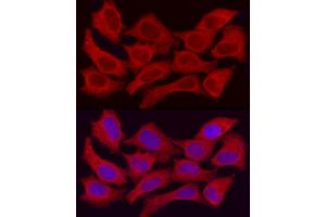 Immunofluorescence (IF) image for anti-Alcohol Dehydrogenase 5 (Class III), chi Polypeptide (ADH5) (AA 1-374) antibody (ABIN6136579)