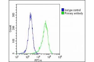 Overlay histogram showing Hela cells stained with (ABIN390106 and ABIN2840618)(green line). (MAGEA2 antibody  (N-Term))