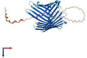 AlphaFold protein structure predicition of Human Recombinant TOMM40 Protein, UniprotID O96008 (TOMM40 Protein (AA 1-361) (His tag))