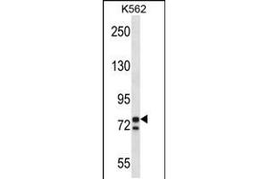 Western blot analysis in K562 cell line lysates (35ug/lane). (PCSK7 antibody  (C-Term))