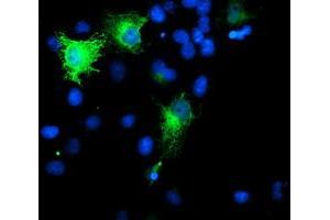 Anti-SMS mouse monoclonal antibody (ABIN2454720) immunofluorescent staining of COS7 cells transiently transfected by pCMV6-ENTRY SMS (RC200619). (SMS antibody)