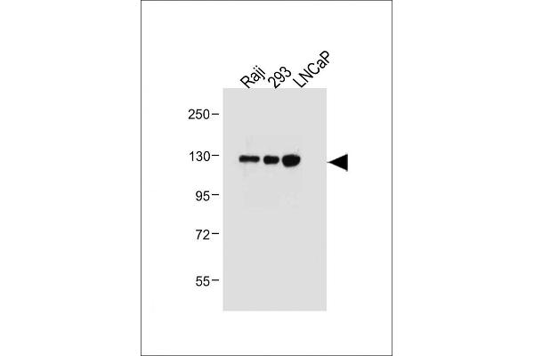 ITGA8 antibody  (C-Term)