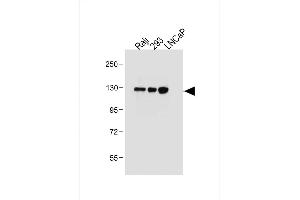 All lanes : Anti-ITGA8 Antibody (C-term) at 1:2000 dilution Lane 1: Raji whole cell lysate Lane 2: 293 whole cell lysate Lane 3: LNCaP whole cell lysate Lysates/proteins at 20 μg per lane. (ITGA8 antibody  (C-Term))