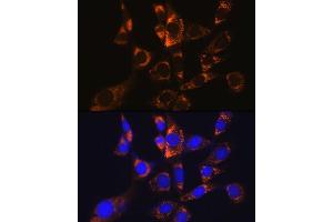 Immunofluorescence analysis of NIH-3T3 cells using  Rabbit mAb (1217) at dilution of 1:100 (40x lens). (ATP5A1 antibody)