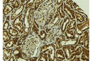 ABIN6267122 at 1/100 staining Mouse kidney tissue by IHC-P. (ErbB2/Her2 antibody  (pTyr1196))
