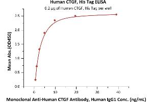 Immobilized Human CTGF, His Tag (ABIN6386421,ABIN6388270) at 2 μg/mL (100 μL/well) can bind Monoclonal A CTGF Antibody, Human IgG1 with a linear range of 0.