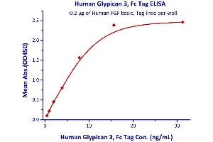 Immobilized Human FGF basic, Tag Free  with a linear range of 0. (FGF2 Protein (AA 143-288))