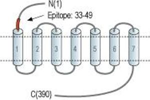 Representative domain view of the target of ABIN7885389.