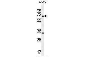 CLU Antibody (N-term) western blot analysis in A549 cell line lysates (35µg/lane). (Clusterin antibody  (N-Term))