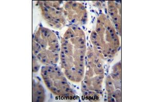 FRMD7 Antibody (N-term) (ABIN657294 and ABIN2846380) immunohistochemistry analysis in formalin fixed and paraffin embedded human stomach tissue followed by peroxidase conjugation of the secondary antibody and DAB staining. (FRMD7 antibody  (N-Term))